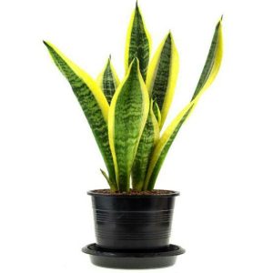 Sansivieria